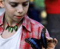 The Blue Butterfly - Photo Gallery