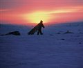 The Snow Walker - Photo Gallery