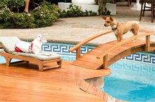 Beverly Hills Chihuahua - Photo Gallery