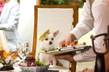 Beverly Hills Chihuahua - Photo Gallery