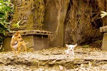Beverly Hills Chihuahua - Photo Gallery
