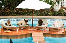 Beverly Hills Chihuahua - Photo Gallery