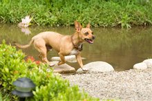 Beverly Hills Chihuahua - Photo Gallery