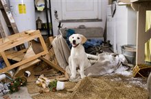 Marley & Me - Photo Gallery