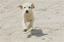 Marley & Me - Photo Gallery