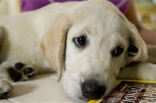 Marley & Me - Photo Gallery