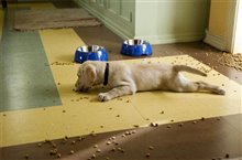 Marley & Me - Photo Gallery