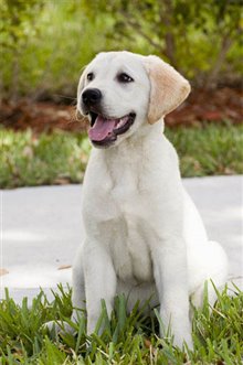 Marley & Me - Photo Gallery