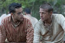 Papillon - Photo Gallery