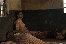 Papillon - Photo Gallery