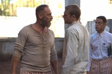 Papillon - Photo Gallery