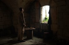 Papillon - Photo Gallery
