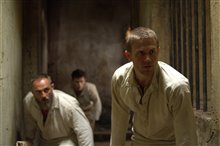 Papillon - Photo Gallery
