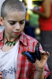 The Blue Butterfly - Photo Gallery
