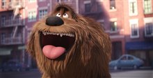 The Secret Life of Pets - Photo Gallery