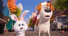 The Secret Life of Pets - Photo Gallery