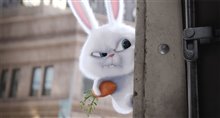 The Secret Life of Pets - Photo Gallery
