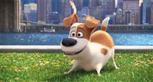 The Secret Life of Pets - Photo Gallery