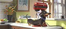 The Secret Life of Pets - Photo Gallery