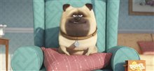 The Secret Life of Pets - Photo Gallery