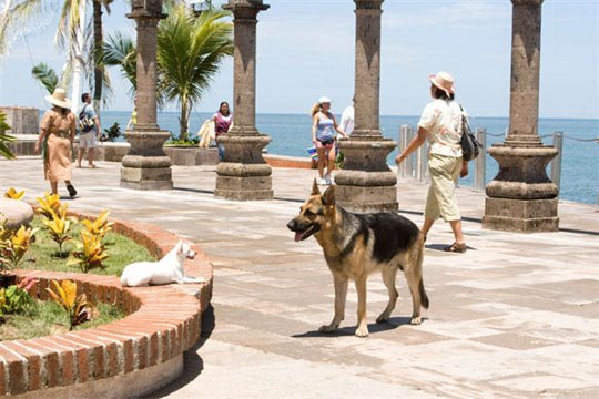 Beverly Hills Chihuahua - Photo Gallery