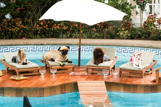 Beverly Hills Chihuahua - Photo Gallery