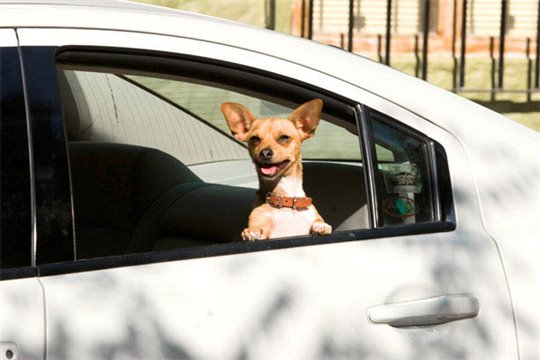 Beverly Hills Chihuahua - Photo Gallery
