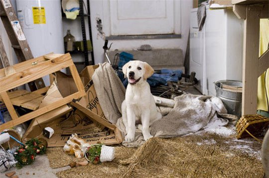 Marley & Me - Photo Gallery