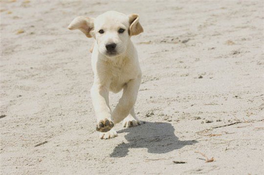 Marley & Me - Photo Gallery