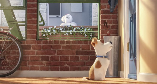 The Secret Life of Pets - Photo Gallery