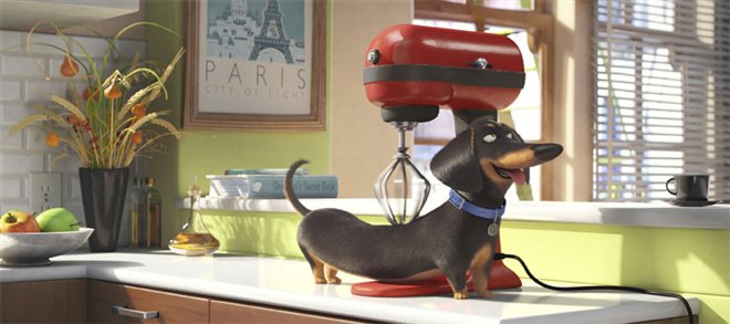 The Secret Life of Pets - Photo Gallery