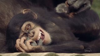 MEET THE CHIMPS Trailer