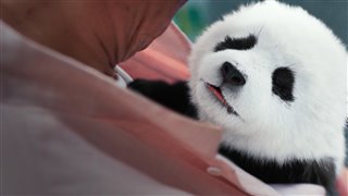 PANDA PLAN Trailer