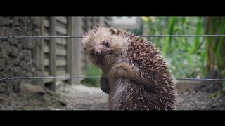 Peter Rabbit Movie Clip - "Look Away"