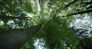 THE HIDDEN LIFE OF TREES Trailer